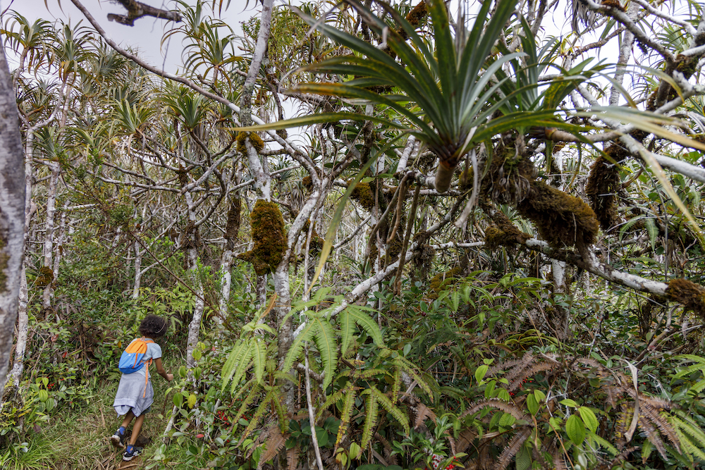 Rendez-vous Natures - La Pandanaie, un patrimoine naturel à préserver !