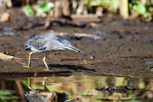 RNNESP oiseau Héron strié @RNNESTPAUL 