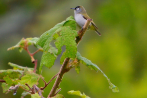 oiseau lunette vert_brunoBamba 